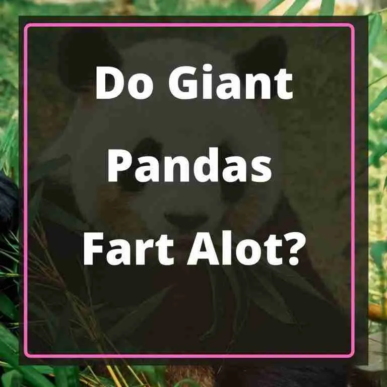 Do Giant Pandas Fart Alot Blog