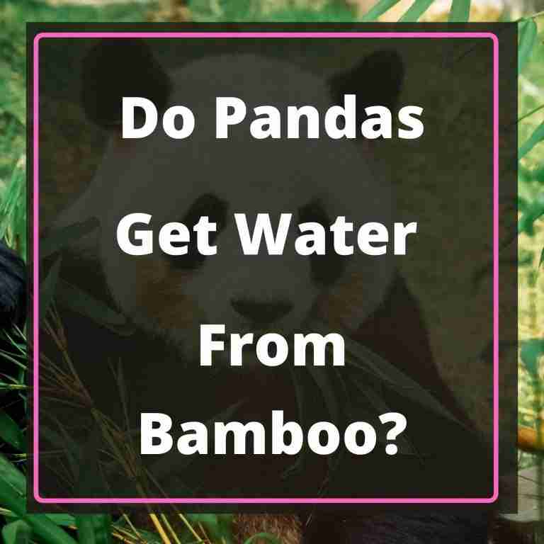 Do Pandas Get Their Water From Bamboo Blog