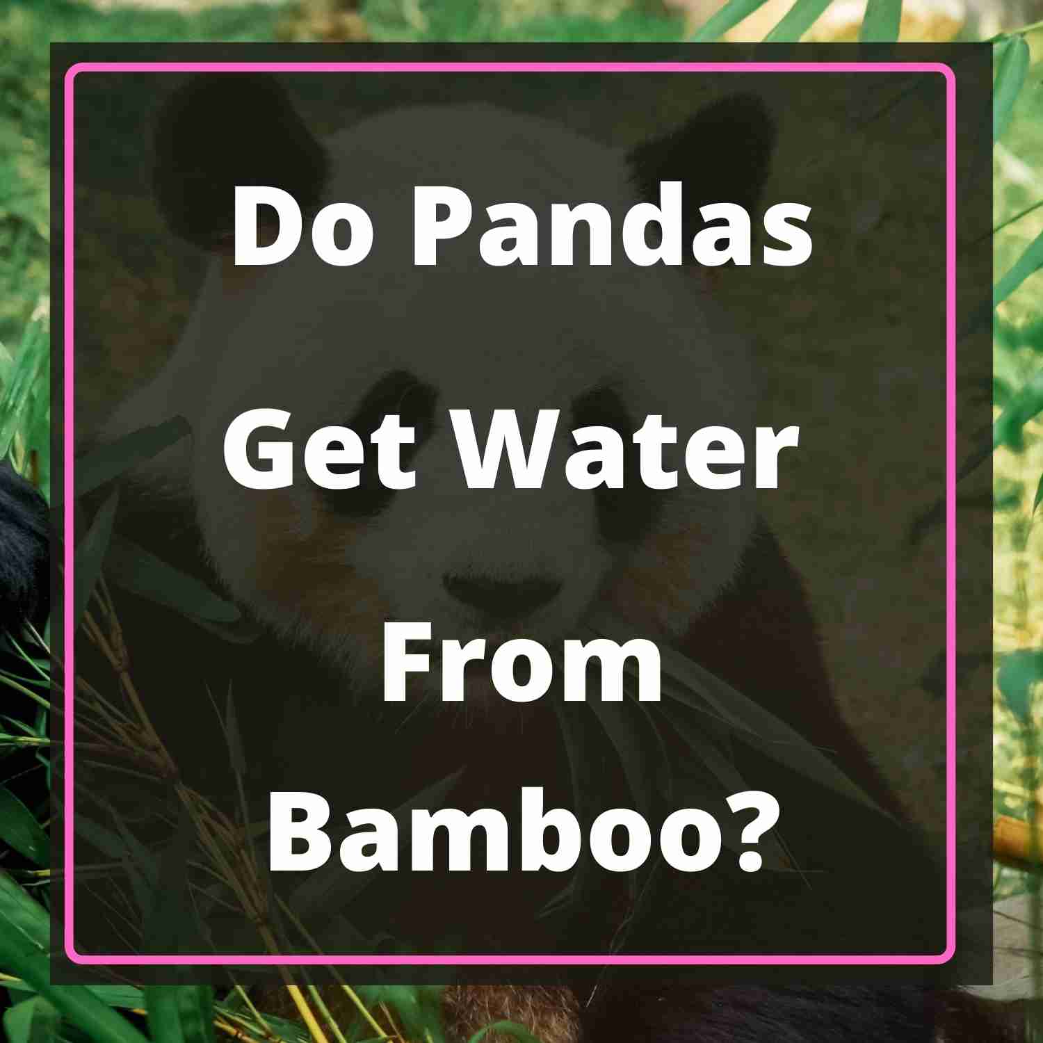 Do Pandas Get Their Water From Bamboo? (Yes! -Here’s How)