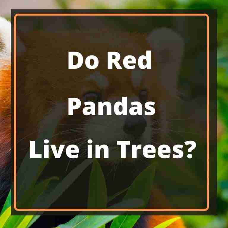 Do Red Pandas Live in Trees Blog