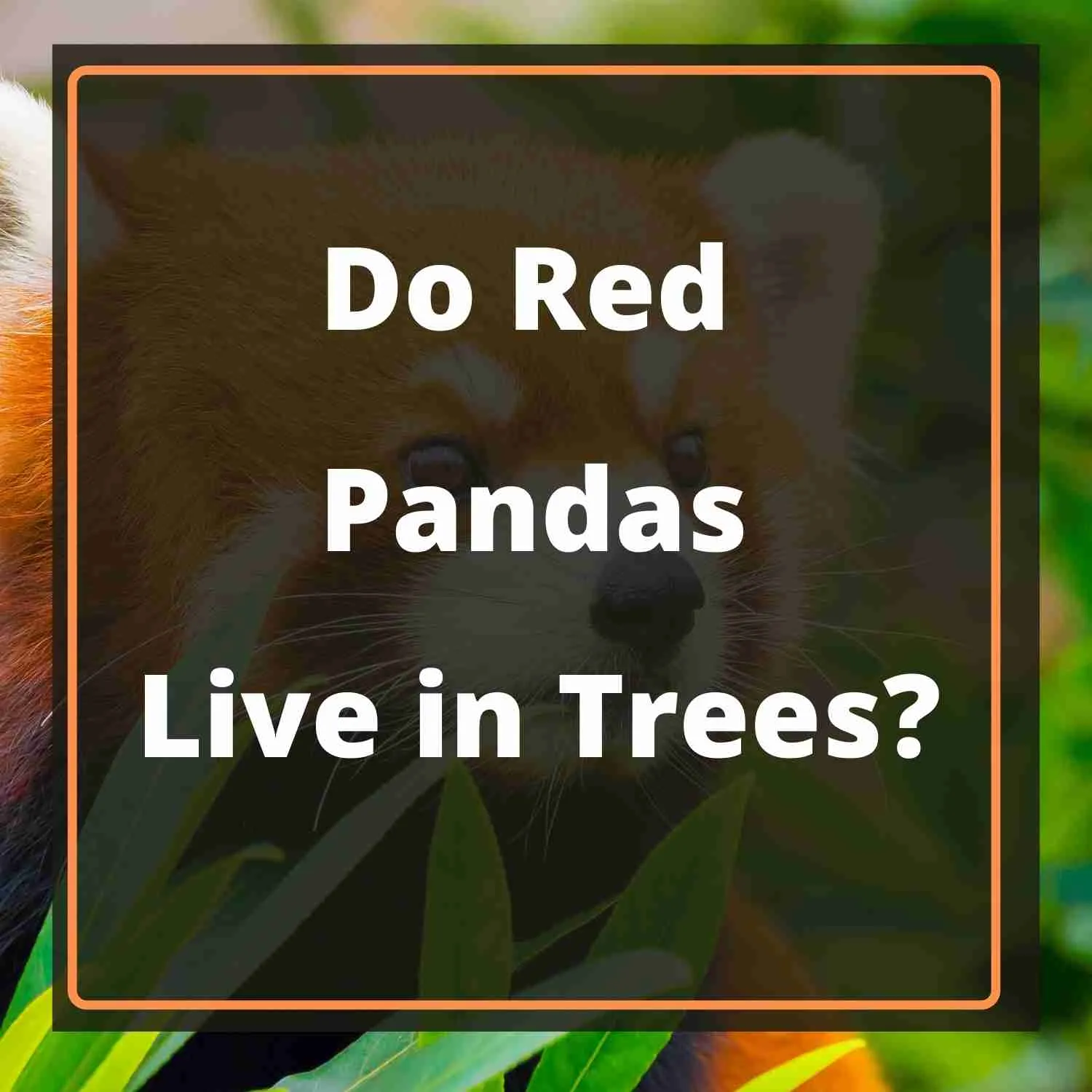 Do Red Pandas Live in Trees Blog