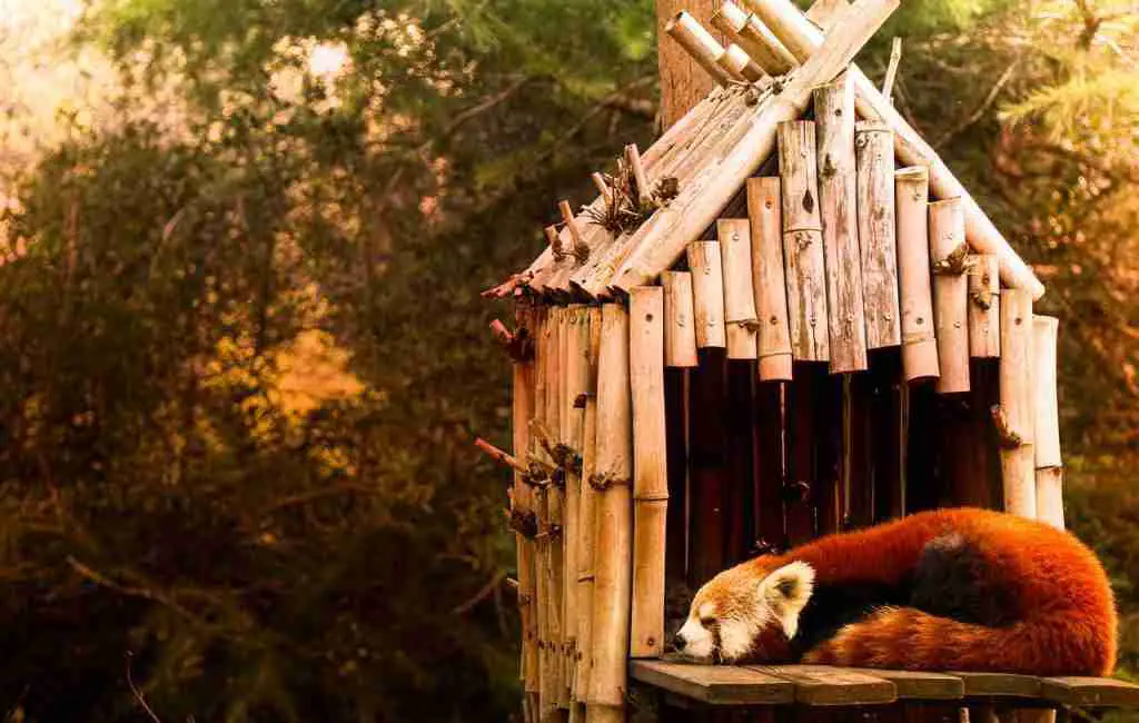 A red panda in captivity