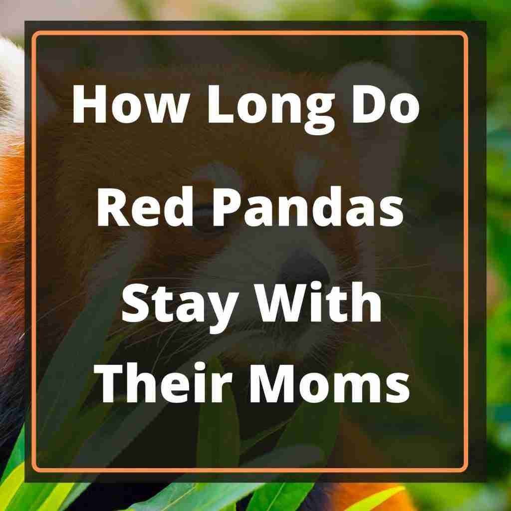 How Long Do Red Pandas Stay With Their Mothers Solved 