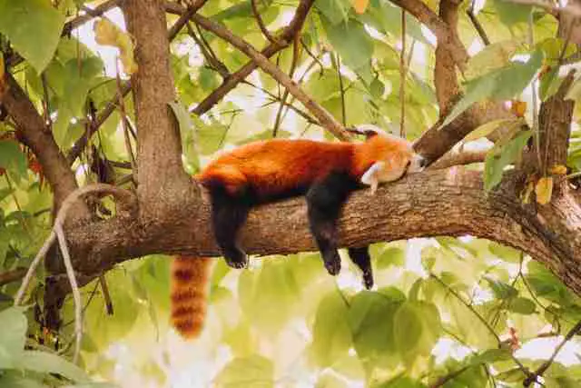 A red panda sleeping alone on the tree