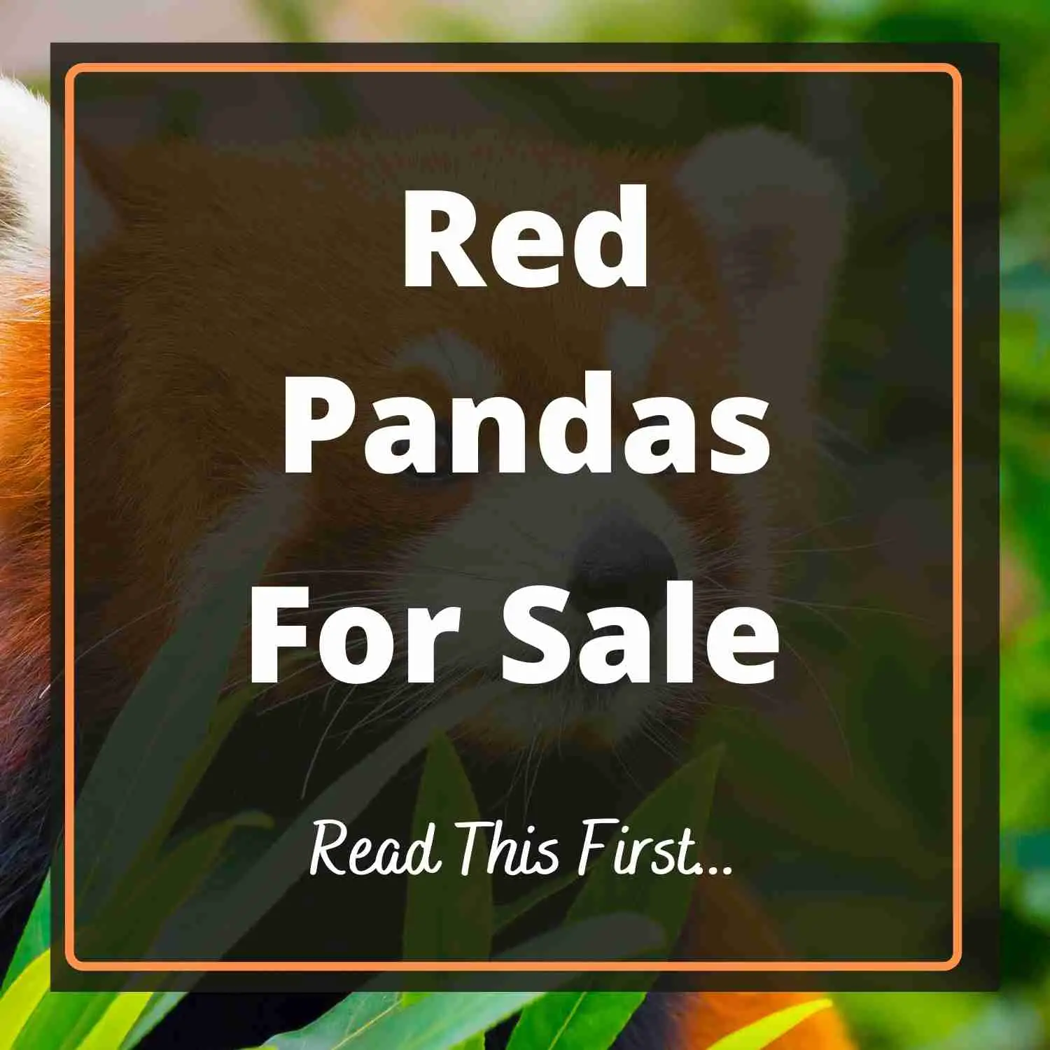 Red Pandas For Sale Blog