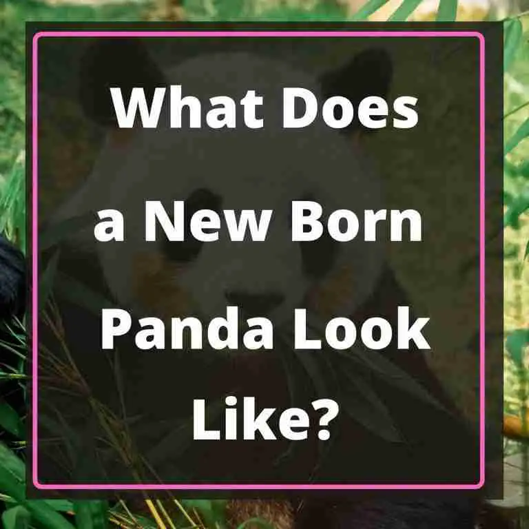 What Does a Newborn Panda Look Like Blog