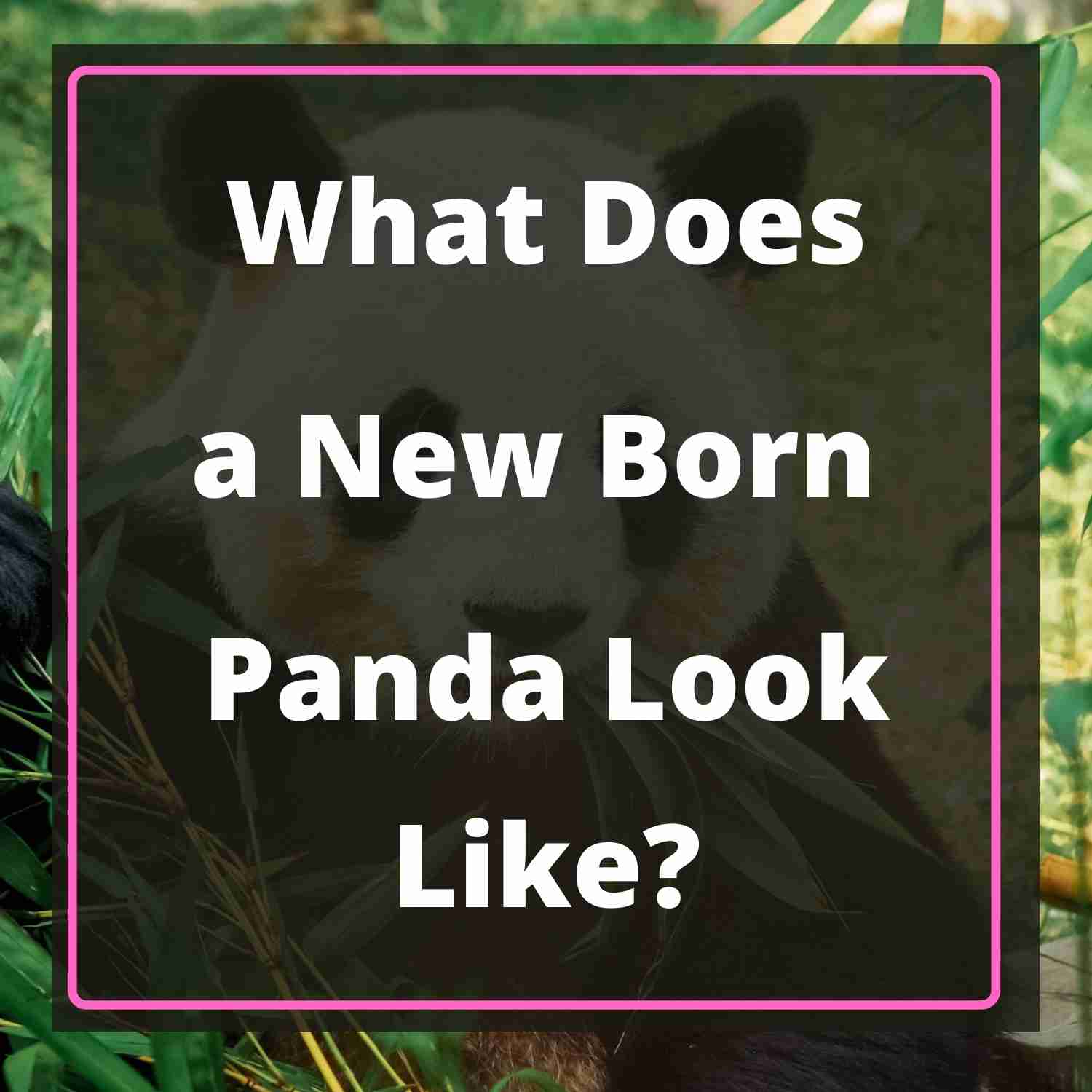 What Does a Newborn Panda Look Like Blog