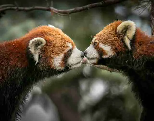 two red pandas communicating by sniffing each other