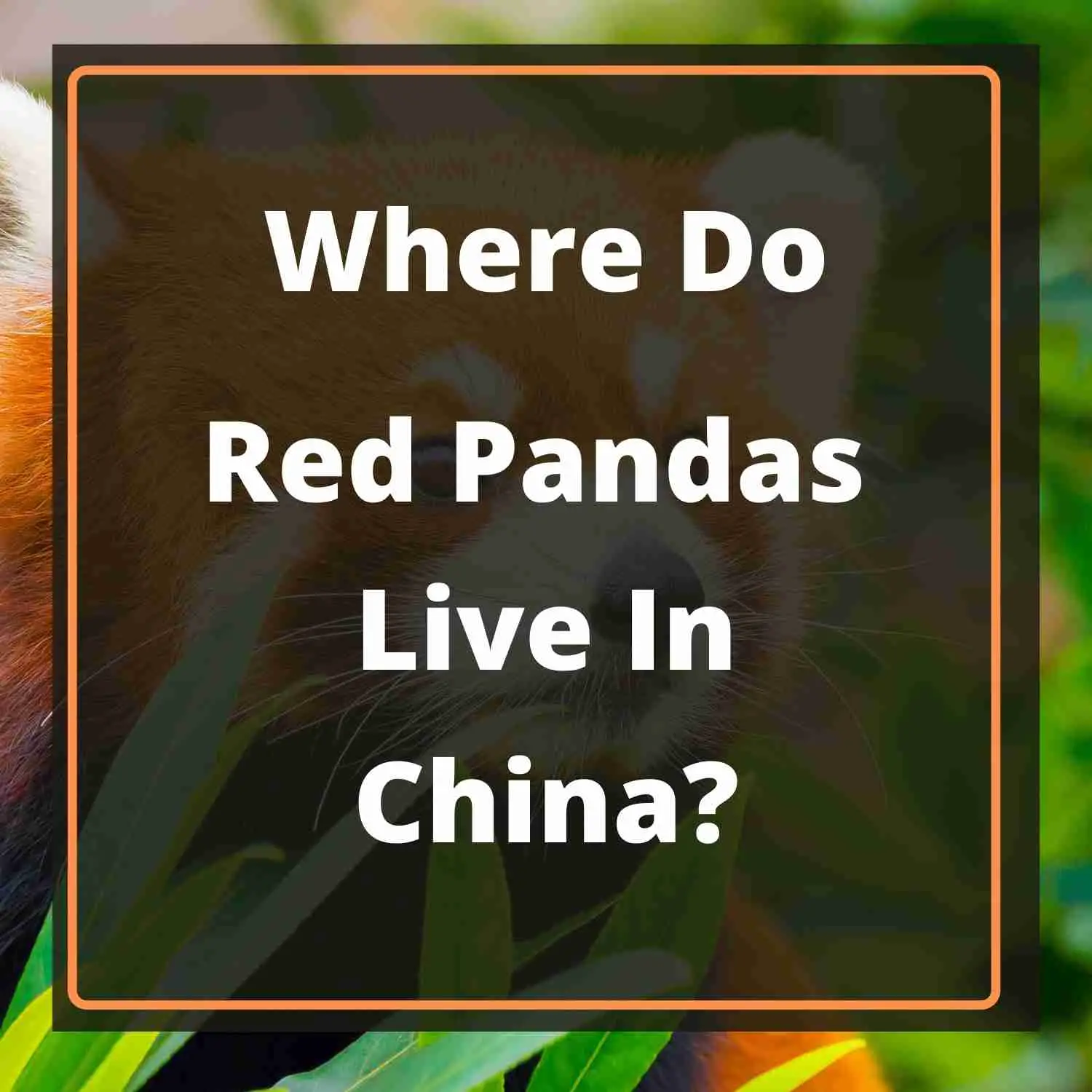 Where Do Red Pandas Live In China Blog