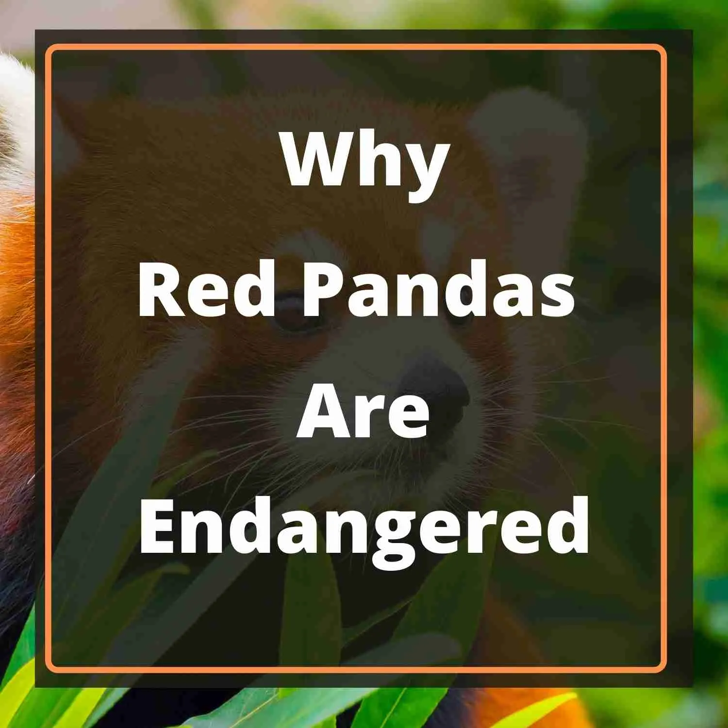 Why Red Pandas Are Endangered: 5 Shocking Reasons Why