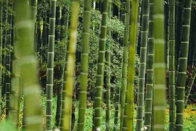 A bamboo forest in China