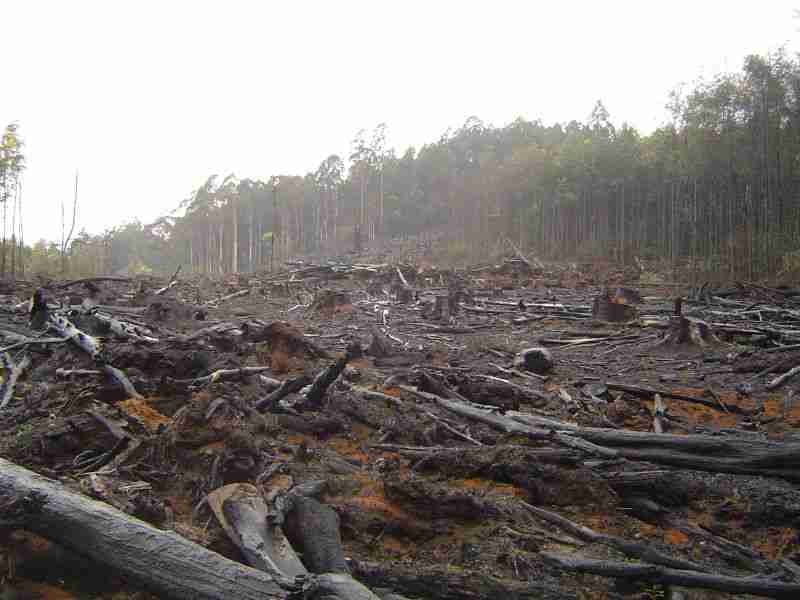 deforestation causes loss of habitat