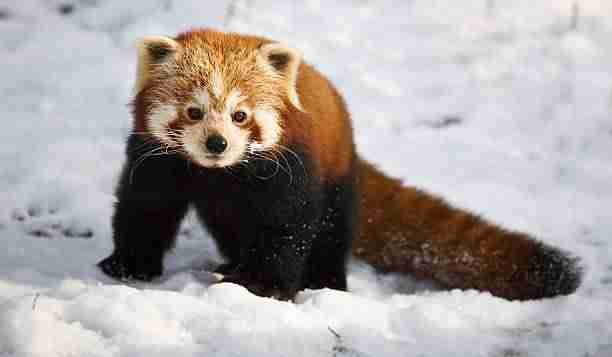 Cute Red panda Living in Snow