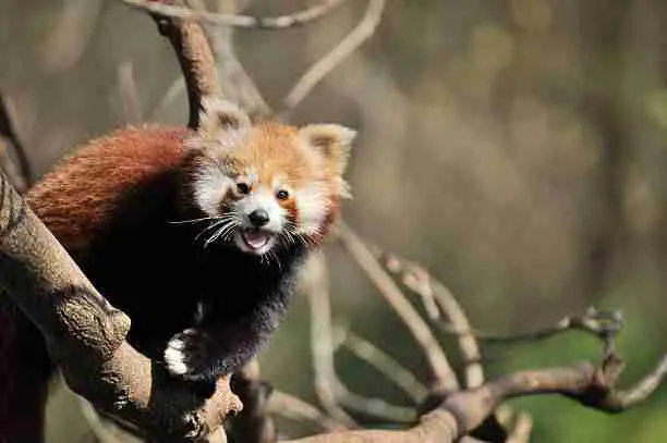 Red Panda Living Alone in the Wild