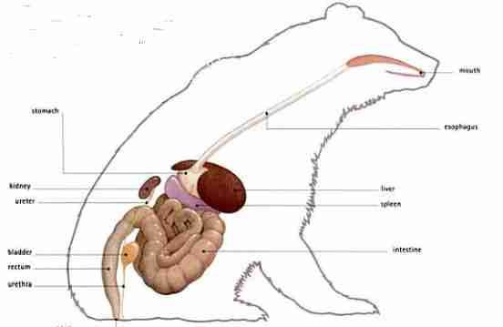 Illustration of how giant pandas get rid of waste