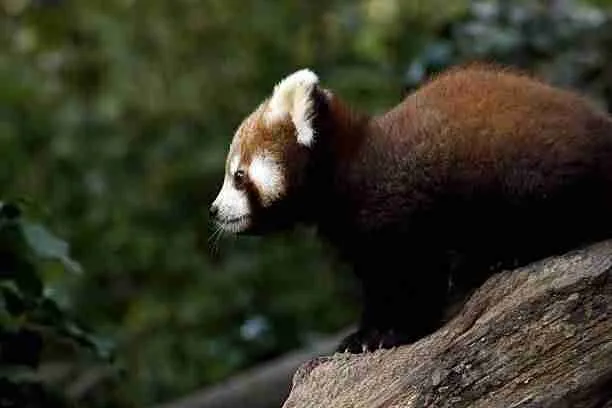 Cute Baby Red Panda on Tree Trunk