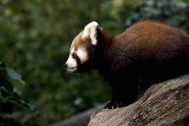 Cute Baby Red Panda on Tree Trunk