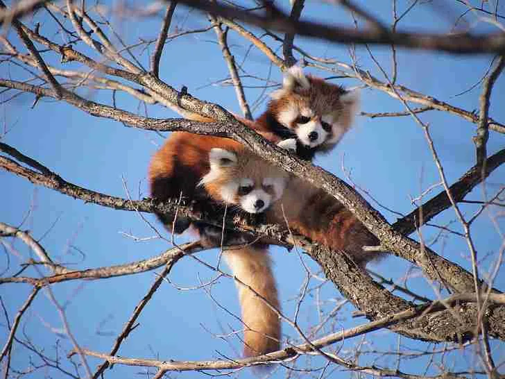 few numbers of red pandas left in the world