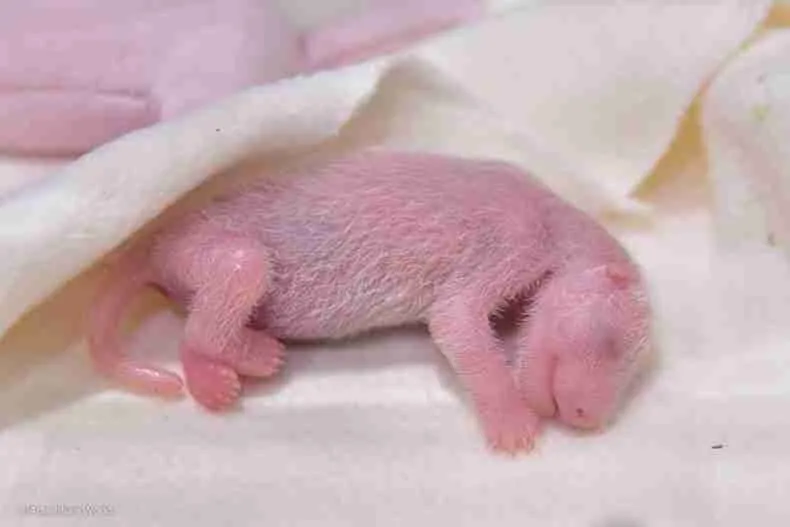 Pink Newborn Giant Panda