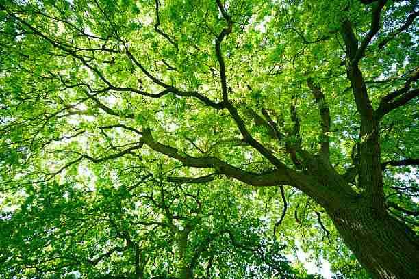 Oak Trees - Shelter for Red Pandas