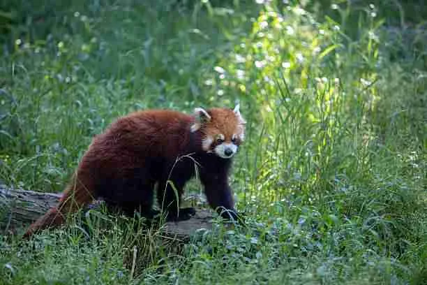 Red Panda in the Wild