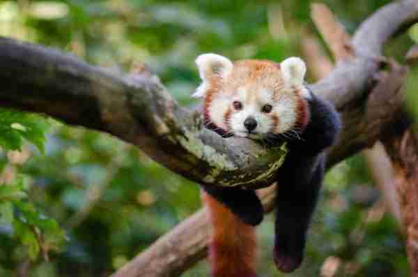 Are Red Pandas Extinct? [Explained]