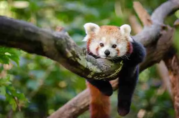 red pandas are endangered