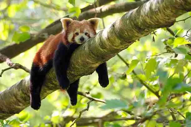 Red Panda on a Tree