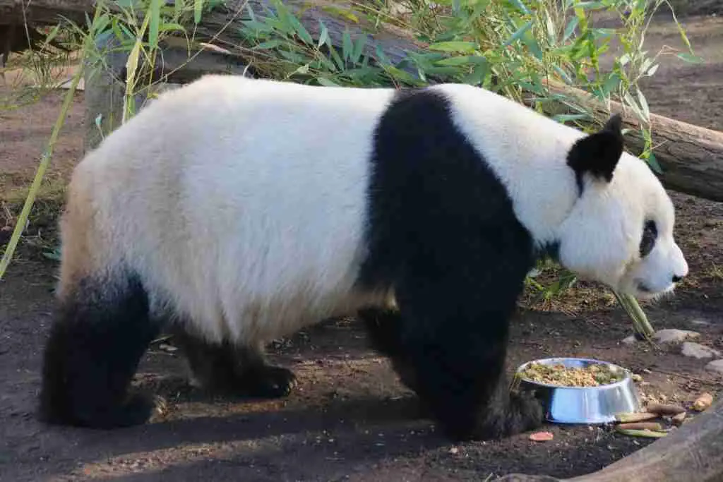 An adult giant panda 