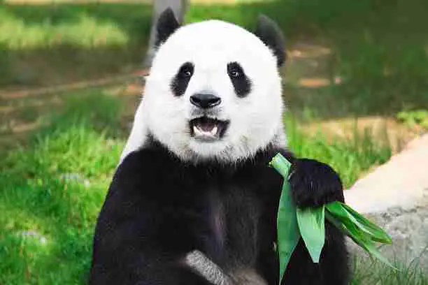 Giant Pandas - Not Stronger than Grizzly Bears