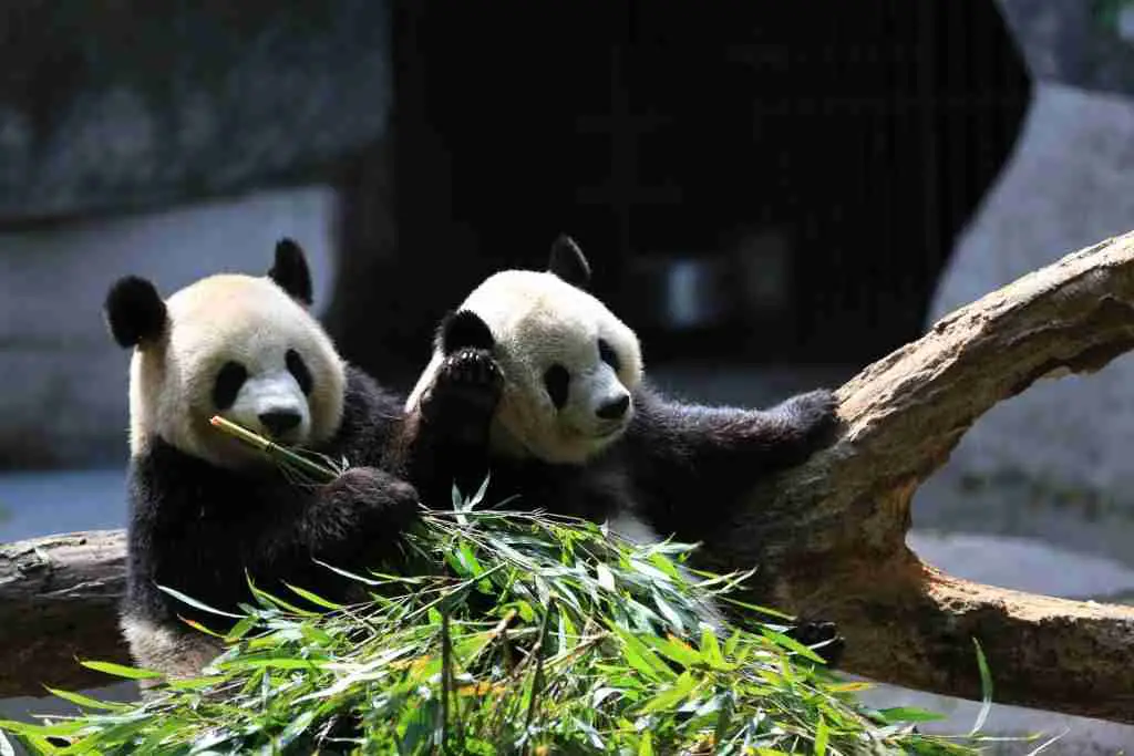 2 Giant pandas eating bamboo