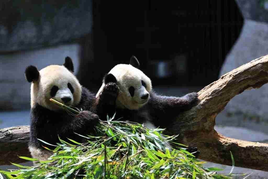 Giant Panda VS. Polar Bear - Similarities And Differences