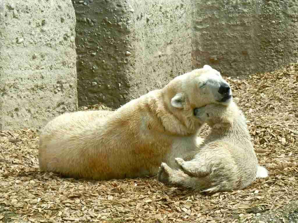 A mother polar bear with her cub