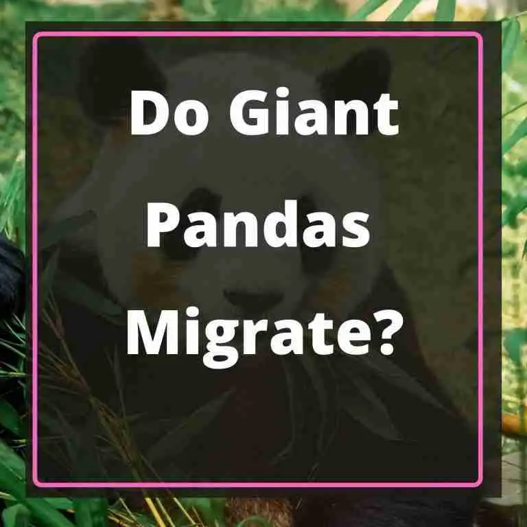 Do Giant Pandas Migrate Blog