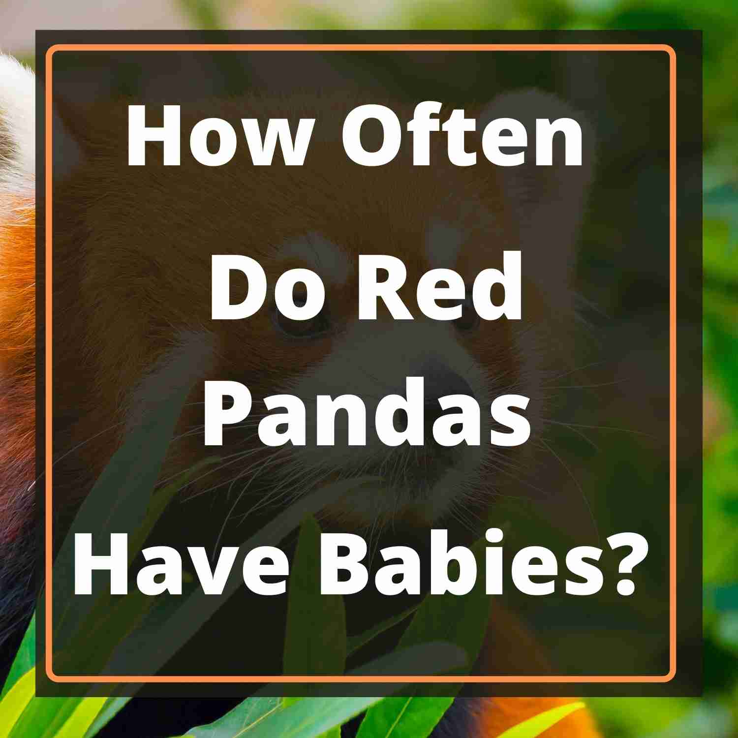 How Often Do Red Pandas Have Babies? (Explained)