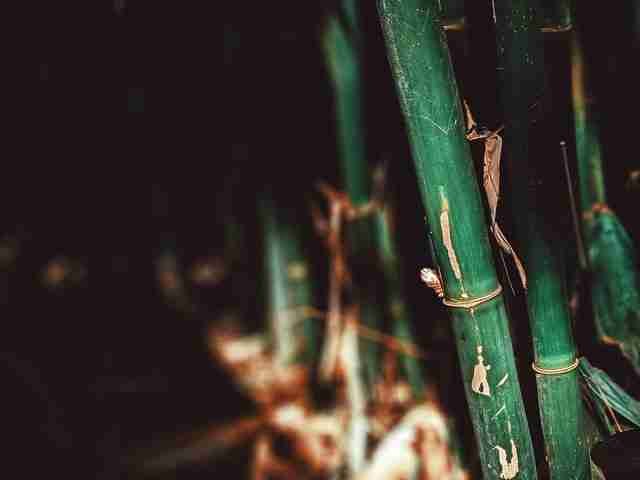 Planting Bamboo Trees for Red Panda's Habitat