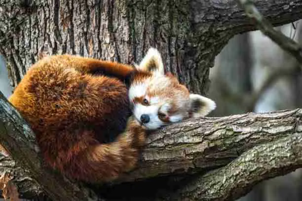Red Panda in a Tree in its Habitat