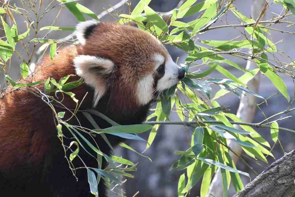 A red panda eating bamboo