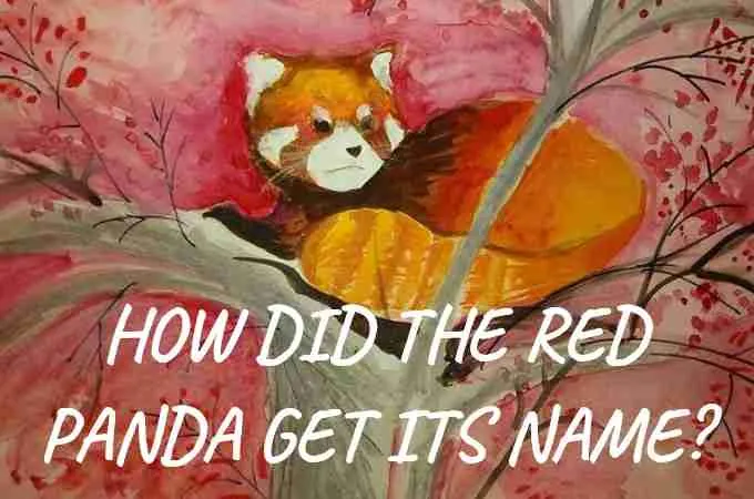 how did the red panda get its name