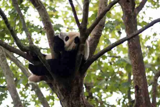 Giant Panda Sleeping During Summer on a Tree
