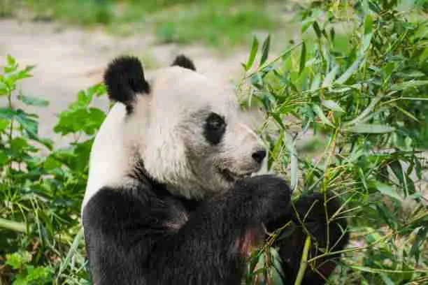 Giant Panda Eating Bamboo During Summer