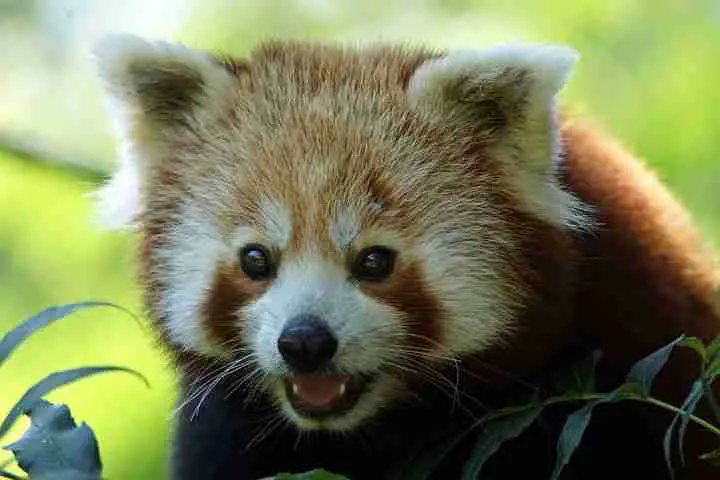 The Himalayan Red Panda