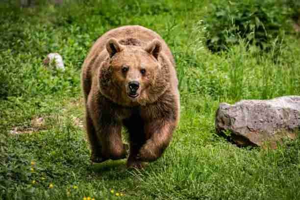 Grizzly Bear Running