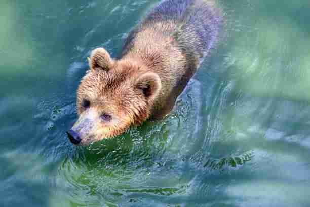 Grizzly Bear Swimming in Water