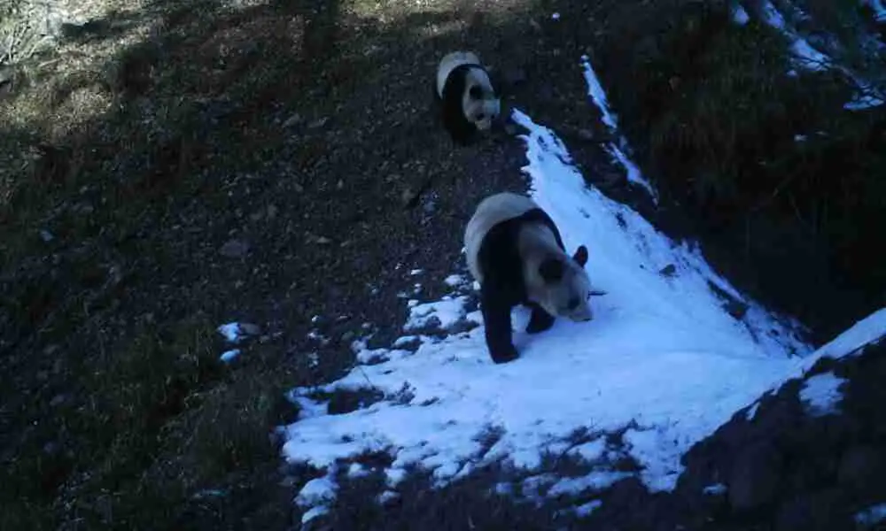 giant panda migrate in the wild