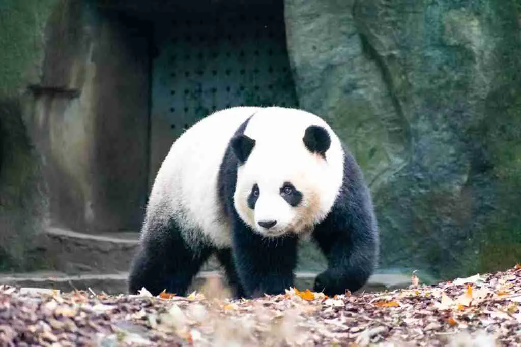 A giant panda preparing to run in the wild