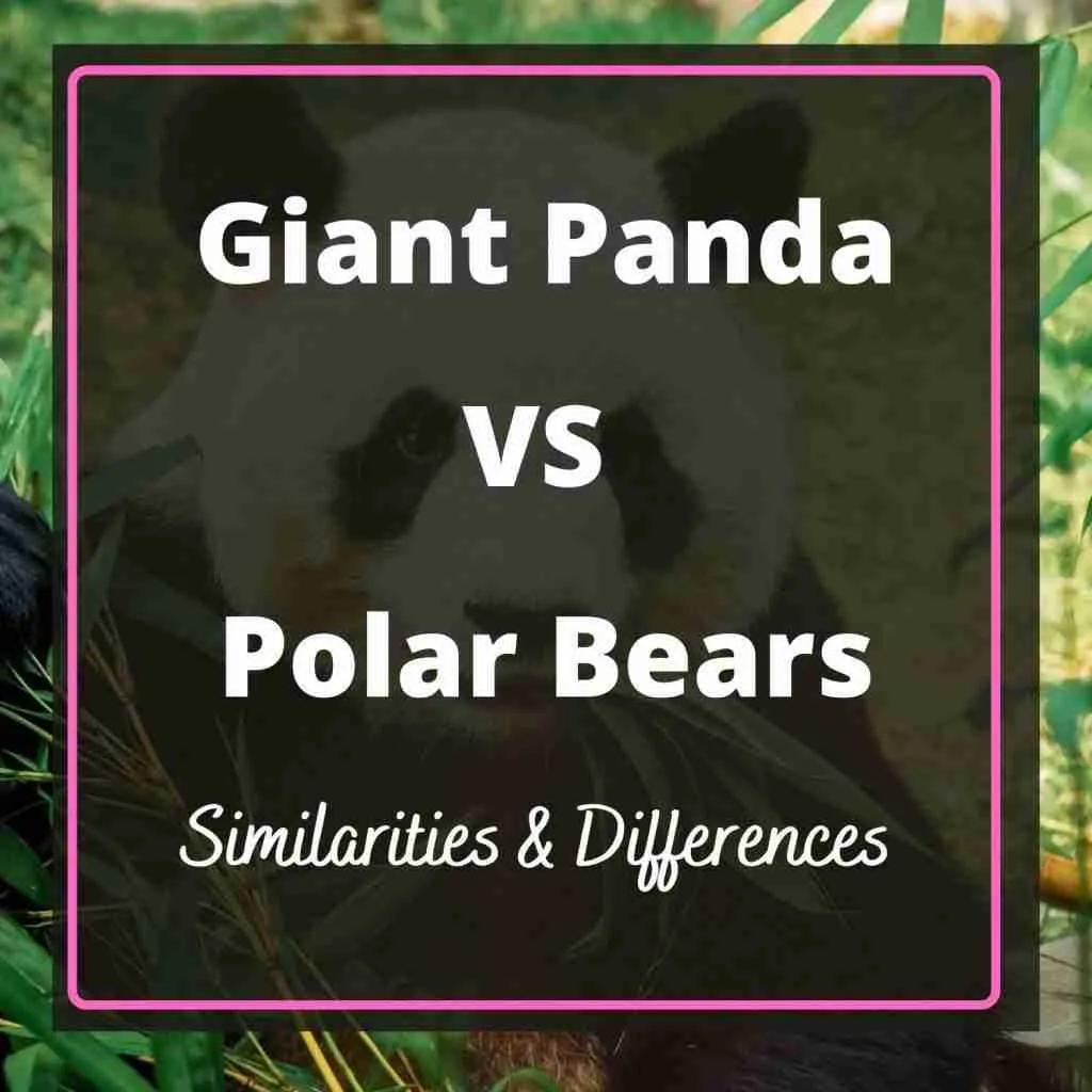 Giant Panda VS. Polar Bear - Similarities And Differences