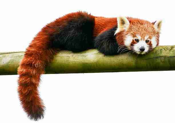 Red Panda Tail