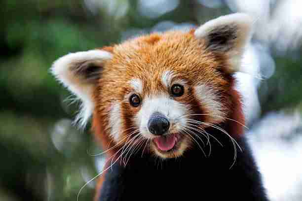 rode-panda-vogelpark-avifauna