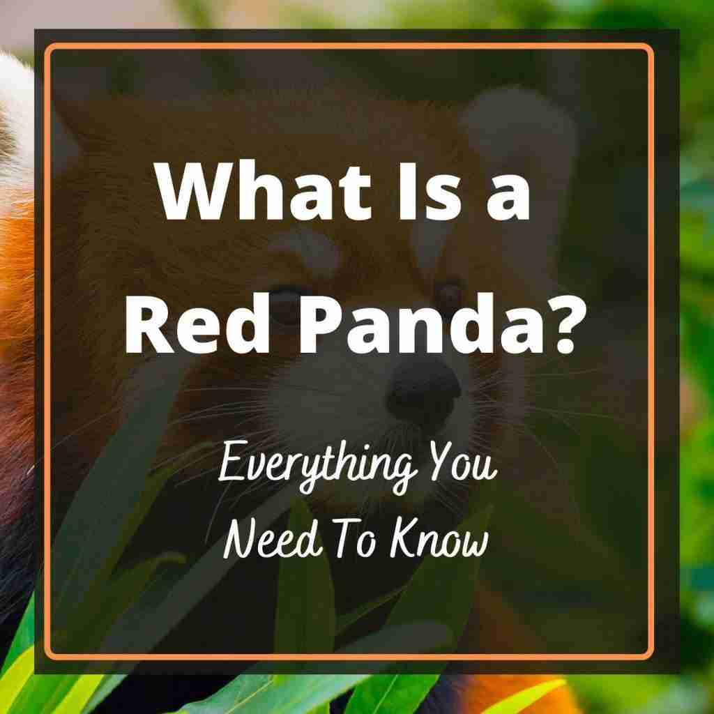 What Is A Red Panda? (Size, Weight, Lifespan and More)